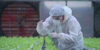 科学家在温室农场检查和测试用于喂养植物蔬菜的水化学物质。高科技有机农场。未来粮食的农业。用水培法种植的莴苣。