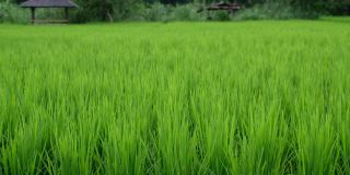 绿色稻田的特写