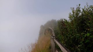 在雾天，树和草从山顶缓慢移动视频素材模板下载