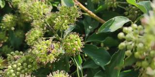 在西班牙巴利亚多利德的坎波格兰德花园中，蜜蜂在日本法特西亚采集花粉并授粉