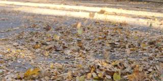 秋天沥青路上飘落的秋叶。季节性的概念。