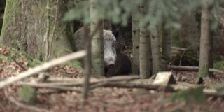 德国森林里的野猪
