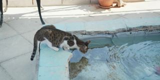 一只长着白脚的棕色猫在池塘里喝水，然后看着镜头。猫喝水棕色的猫