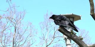 一只黑乌鸦栖息在蓝天下的树枝上的慢镜头