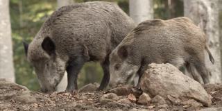 德国森林里的野猪