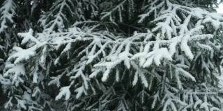 冬天森林里被雪覆盖的冷杉树枝