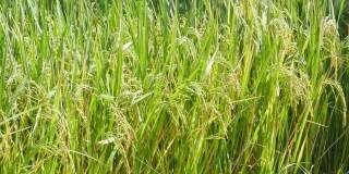 金色的稻田在农村。