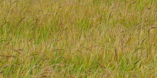 金色的稻田在农村。