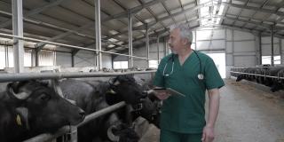 愉快的兽医在牛场散步。