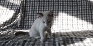 小白猫在沙发上玩