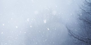 4k视频冬季森林与飘落的雪。新年圣诞节背景。