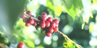 雨中的咖啡豆。下雨时的咖啡种植园。雨滴落在一束咖啡树下。