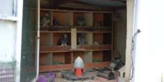 鸽子在鸽笼里等待。
