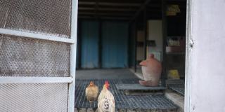 有机矮脚鸡花名册在鸡舍。