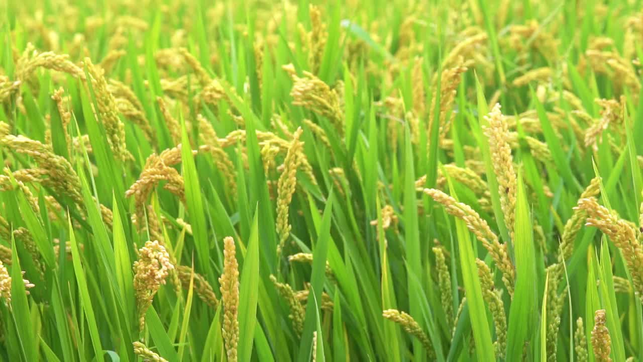 农田水稻收获
