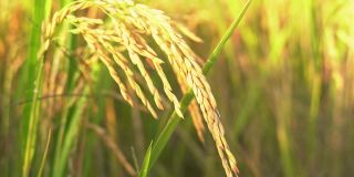 农田水稻收获