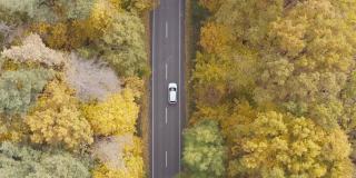 驾车穿越秋天的乡村道路。在美丽的秋天，汽车在乡间小路上行驶。白色的越野车穿过风景优美的黄色秋天森林。俯视图航拍