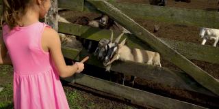 这个孩子用农场的羊群喂山羊。有选择性的重点。