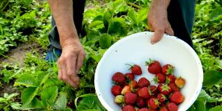 奶奶在花园里收割自制的草莓。有选择性的重点。