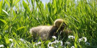 有趣的小鹅躺在草地上，四处张望，有趣地伸出黑色的小爪子。加拿大鹅