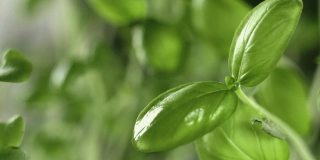 新鲜的绿色罗勒幼芽在雨中发芽或浇水期间的特写镜头