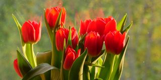 一个阳光明媚的日子，窗台上挂着一束美丽的红色春天郁金香