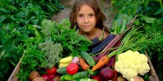 在孩子手中收获蔬菜。有选择性的重点。