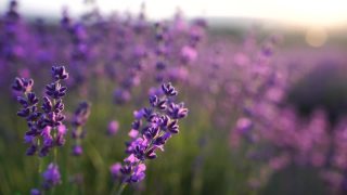 日落时，田野里盛开的薰衣草被蜜蜂授粉。普罗旺斯,法国。关闭了。有选择性的重点。薰衣草花春天的背景与美丽的紫色和散景灯视频素材模板下载