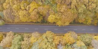 几辆汽车行驶在秋天黄色森林的乡间小路上。汽车通过风景秀丽的方式在美丽的秋天。空中拍摄的秋天乡村道路上的交通。俯视图