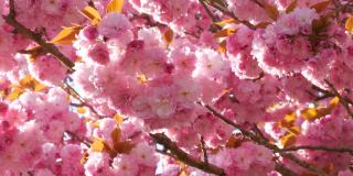 异常美丽的粉红色樱花在春天的一天的树上近距离观察