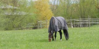 在一个多云的春天，一匹马披着一件特殊的防雨防风的灰色斗篷，在长满蒲公英的绿色草地上吃草