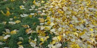 公园里树上的落叶