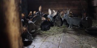 一群年轻的长耳兔子在村庄的谷仓里吃干草。主题是农业和养兔