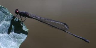 在高清视频中，针蜻蜓(Ischnura heterosticta)的特点是身体细长，呈针状，翅膀处于静止状态。