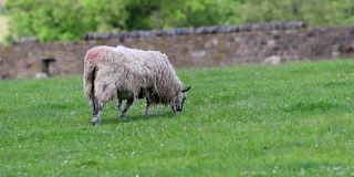 夏天，一只白羊在农场院子里吃草