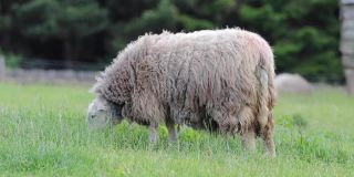 夏天，一只白羊在农场院子里吃草