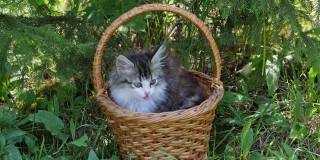 篮子里的西伯利亚小猫