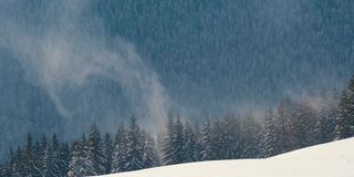 在寒冷明亮的冬日，高山森林里的大雪中，高大的常绿松树在狂风中摇摆。