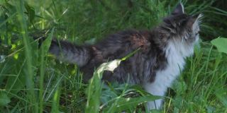 草丛中的西伯利亚长毛猫