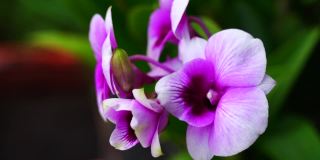 紫色的兰花在早晨开花