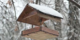 麻雀在雪下的鸟类喂食器里啄食，背景是一场降雪