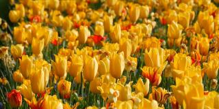 美丽有趣的黄色郁金香花在春天的花园里盛开。装饰性的郁金香花在春天盛开在皇家公园库肯霍夫近距离观察。荷兰,荷兰
