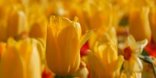 美丽有趣的黄色郁金香花在春天的花园里盛开。装饰性的郁金香花在春天盛开在皇家公园库肯霍夫近距离观察。荷兰,荷兰