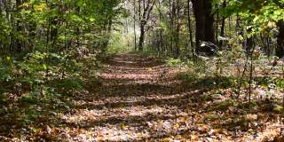 秋天树林间的小路。