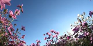 粉色的宇宙花在田野里繁盛，在风中摇曳。蓝天和复制空间