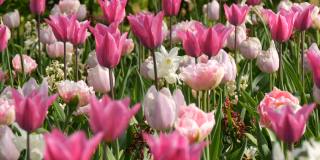 春天里粉色和白色郁金香的田野。
