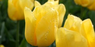 春天公园里美丽的黄色郁金香近景
