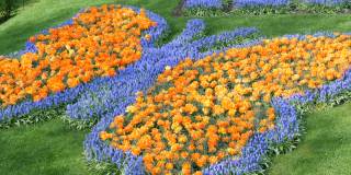 有趣美丽的巨大盛开的牡丹橙色郁金香在春天的花园蝴蝶的形式