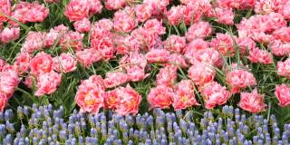有趣美丽的巨大盛开的牡丹粉红色郁金香在春天的花园里