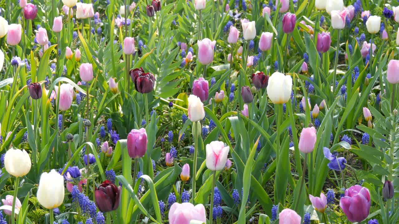 美丽的粉红色和紫色的郁金香盛开在春天的花园里